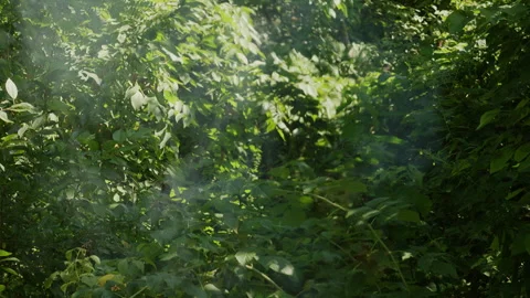 Sunlight Shimmering Through Green Forest Leaves and Campfire Smoke 動画素材 342376449