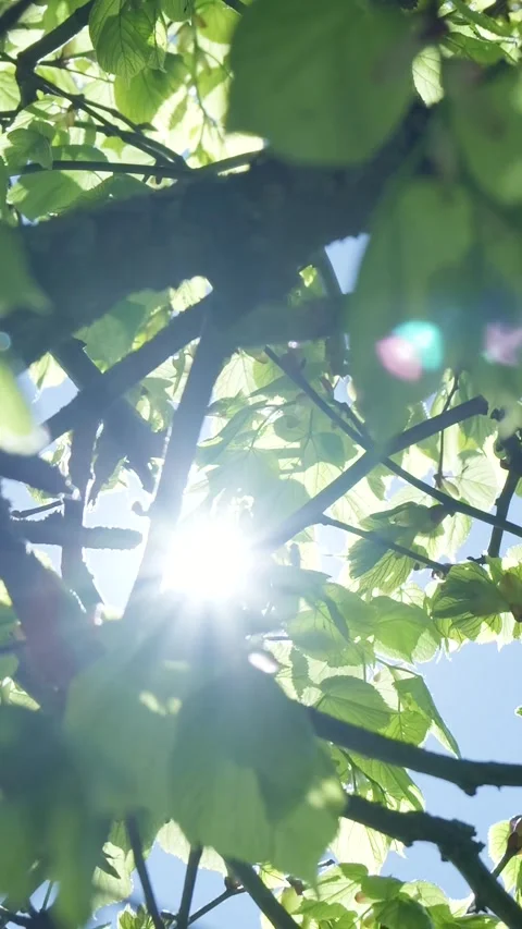 Sunlight shimmering through linden tree green foliage 스톡 동영상 336496374