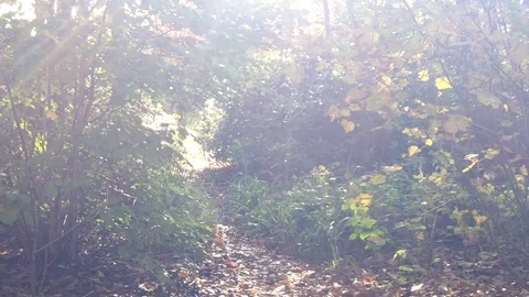 Sunlight shimmering through trees on an Autumn day. Stock-Footage 119681638