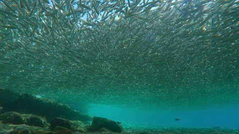 Sunlight shimmers through compact gray cloud formed by Atherina in shallows at Stock Footage 329079419