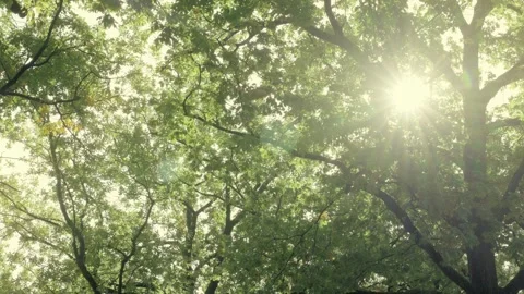 Sunlight Shimmers Through Lush Green Leafey Branches On a Bright Summer Day Stock Footage 273510102