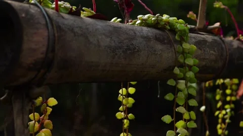 Sunlight is shine on Creeper plant which come from bamboo pole with dark back Stock Footage 168343798