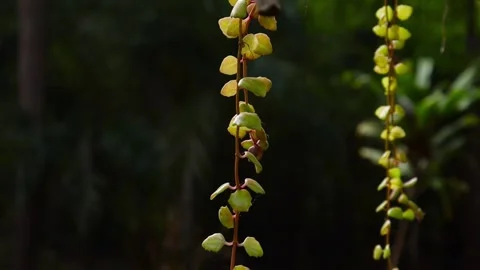 Sunlight is shine on Creeper plant which come from bamboo pole with dark back Stock Footage 168344878