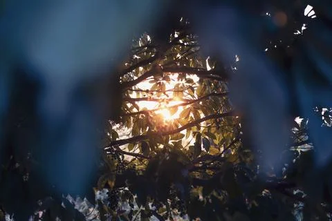 Sunlight, shine through the branches Stock Photos