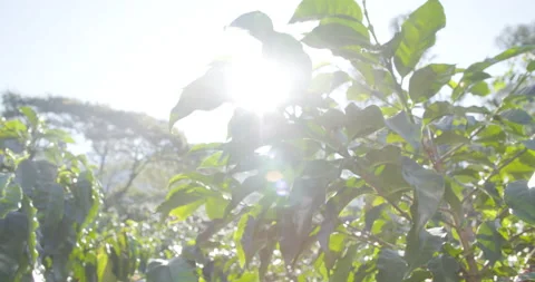 Sunlight shine through coffe plant Stock Footage 152447995