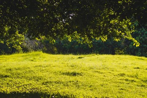 Sunlight shine through Green Spring Park with fresh grass and trees. Beautifu Stock Photos