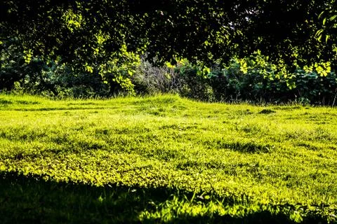 Sunlight shine through Green Spring Park with fresh grass and trees. Beautifu Stock Photos