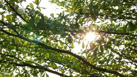 Sunlight shine through green tree Stock Footage 96555908