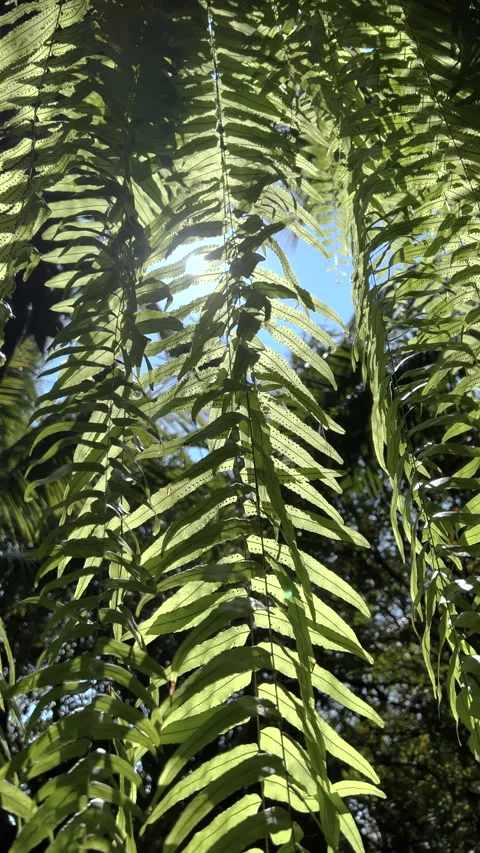 Sunlight shine through hanging sword fern or Boston fern leaves Stock Footage 306773476