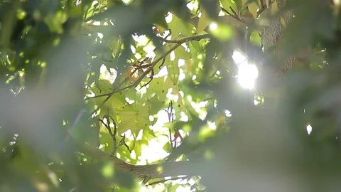 Sunlight shine through tree leaves Vidéo 172589984