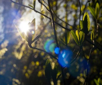 Sunlight shines behind an emerging leaf in springtime Stock Photos