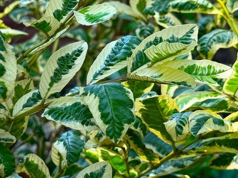 Sunlight shines on a close up view of stunning green and white variegated fol Фото