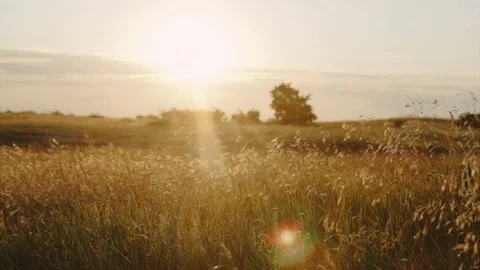 The sunlight shines on the grass Stock Footage 79340569