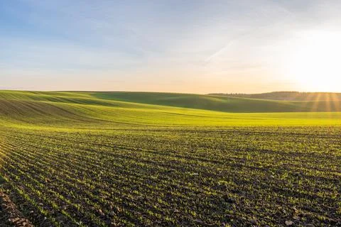 Sunlight Shines on Green Fields During Early Morning in a Rural Area With R.. Stock Photos