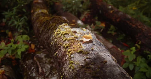 Sunlight shines on a leaf on top of a fallen log Stock Footage 161905685