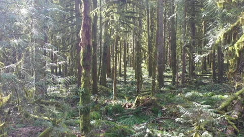 Sunlight Shines Into an Old-Growth Rainforest in Oregon Stock Footage 172540232