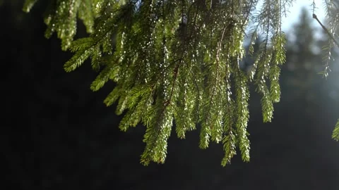 Sunlight shines on pine tree branches in a forest during a bright morning Stock-Footage 334861658