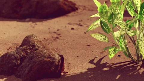 Sunlight shines on rocks and plants on sandy ground in a natural setting Stock Footage 341791998
