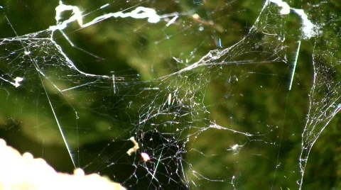 Sunlight shines from spiderweb swaying in the wind Stock Footage 360703