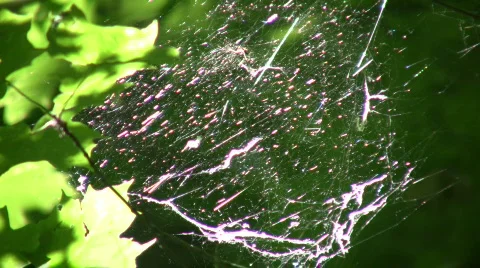 Sunlight shines from spiderweb swaying in the wind Stock Footage 360704