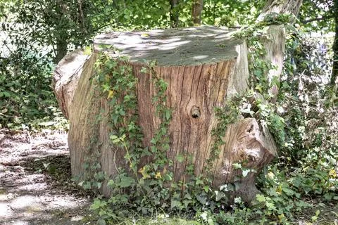 Sunlight shines on the surface of the Tree stump through the gaps between b.. Stock Photos