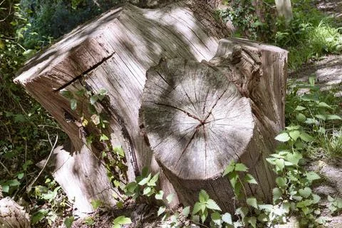 Sunlight shines on the surface of the Tree stump through the gaps between b.. Stock Photos