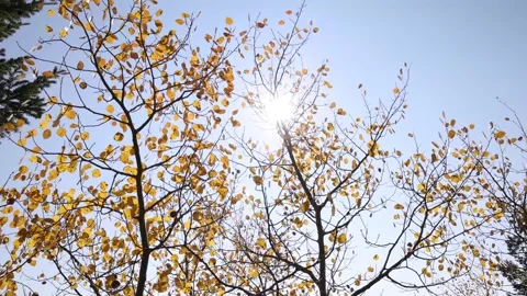 Sunlight Shines Through Autumn Colored Yellow Aspen Leaves 스톡 동영상 145823197
