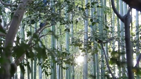 Sunlight Shines Through Bamboo Forest Stock Footage 77766302