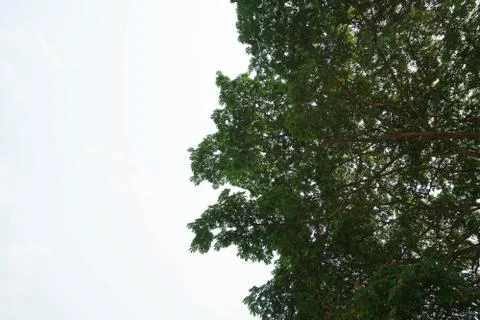 Sunlight shines through big tree with cloudy sky Stock Photos