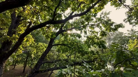 Sunlight shines through the branches and leaves of a large tree in a forest. The Stock Footage 284667266