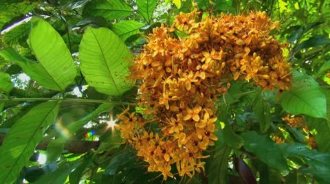 Sunlight shines through the branches of blossoming shrub. Video stock 10764378