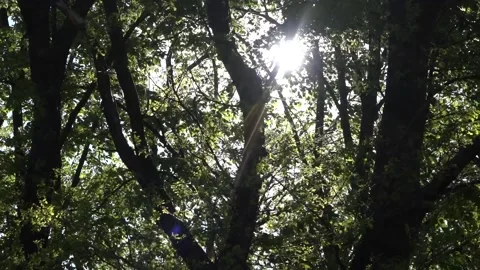 Sunlight shines through the branches 库存影片 153603155