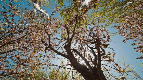 Sunlight shines through the branches 스톡 동영상 257171459
