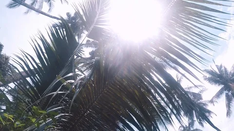Sunlight shines through the branches of a palm tree in the jungle Stock Footage 88381411