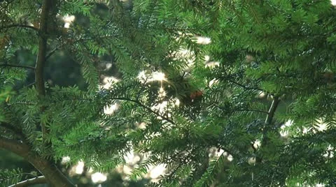 Sunlight shines through the branches of spruces Stock Footage 8961596