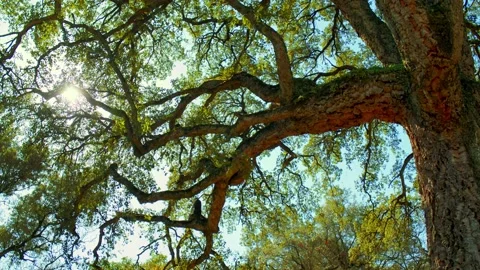 Sunlight shines through the branches of tree against blue sky. Big beautiful tre Stock Footage 235533623