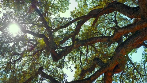 Sunlight shines through the branches of tree against blue sky. Big beautifu.. Stock Footage 235533641