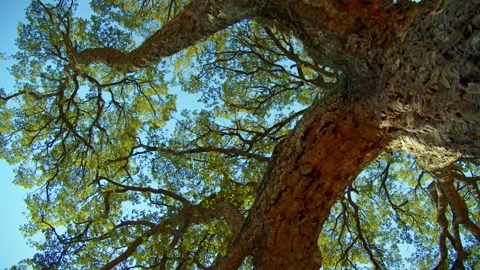 Sunlight shines through the branches of tree against blue sky Stock Footage 303585238