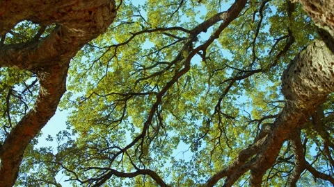 Sunlight shines through the branches of tree against blue sky. Stock Footage 306637610