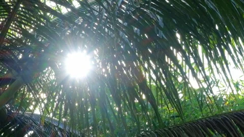 Sunlight shines through coconut leaves during the day Stock Footage 297653922