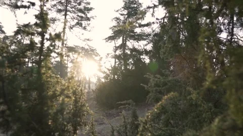Sunlight shines through a dense evergreen forest Video stock 293082138