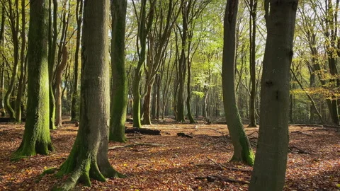Sunlight shines through the fall forest where leaves are coloring Stock Footage 212523272