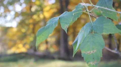 Sunlight shines through Fall leaves as they move in the breeze Stock Footage 44446954