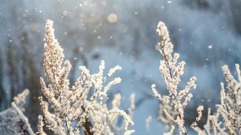 Sunlight shines through falling snow and illuminates frozen plants covered in Foto stock