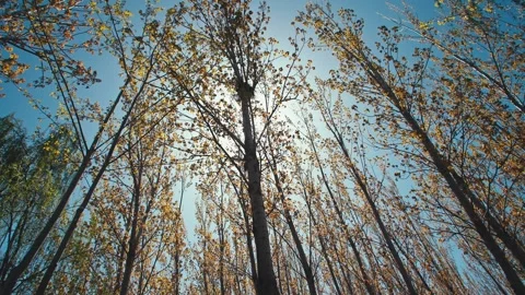 Sunlight shines through the foliage grove Stock Footage 257166209