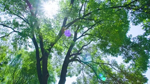 Sunlight shines through the foliage - summer boulevards Stock Footage 257909601