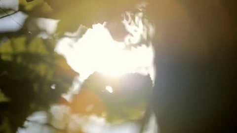 Sunlight shines through the foliage of trees. Stock Footage 78961180