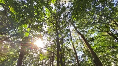 Sunlight shines through forest leaves Stock Footage 138453361