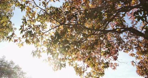 Sunlight shines through golden maple leaves in autumn with lens flare Stock Footage 118731739