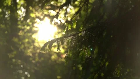 Sunlight shines through green trees in a forest during morning hours Stock Footage 329563014